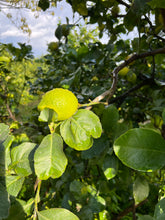 Carica l'immagine nel visualizzatore di Gallery, Limoni siciliani dell' Etna - Primofiore