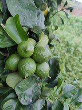 Carica l'immagine nel visualizzatore di Gallery, Limoni siciliani dell' Etna - Primofiore