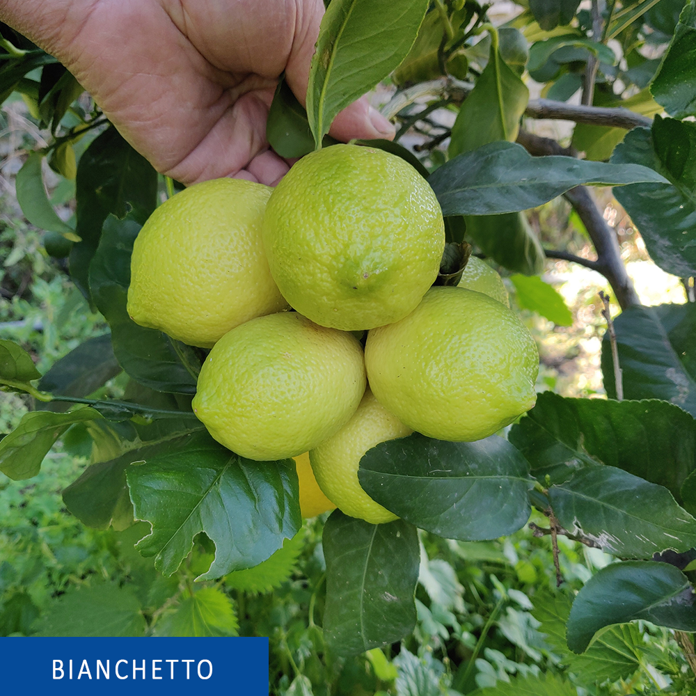 Limoni siciliani dell' Etna - Bianchetto