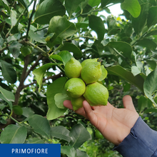 Carica l&#39;immagine nel visualizzatore di Gallery, Limoni siciliani dell&#39; Etna - Primofiore
