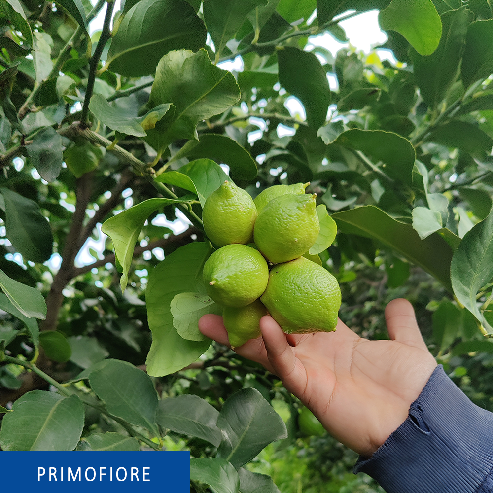 Limoni siciliani dell' Etna - Primofiore