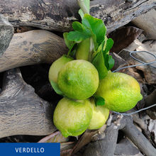 Carica l&#39;immagine nel visualizzatore di Gallery, Limoni siciliani dell&#39; Etna - Il Verdello
