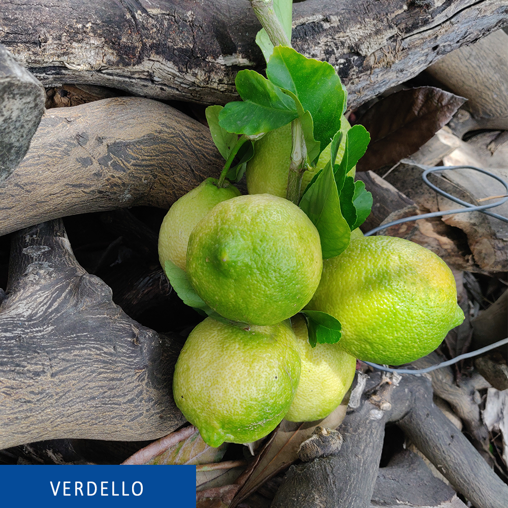 Limoni siciliani dell' Etna - Il Verdello