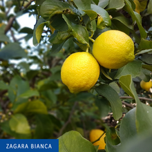 Carica l&#39;immagine nel visualizzatore di Gallery, Limoni siciliani dell&#39; Etna - Zagara Bianca
