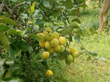 Carica l&#39;immagine nel visualizzatore di Gallery, Limoni siciliani dell&#39; Etna - Bianchetto
